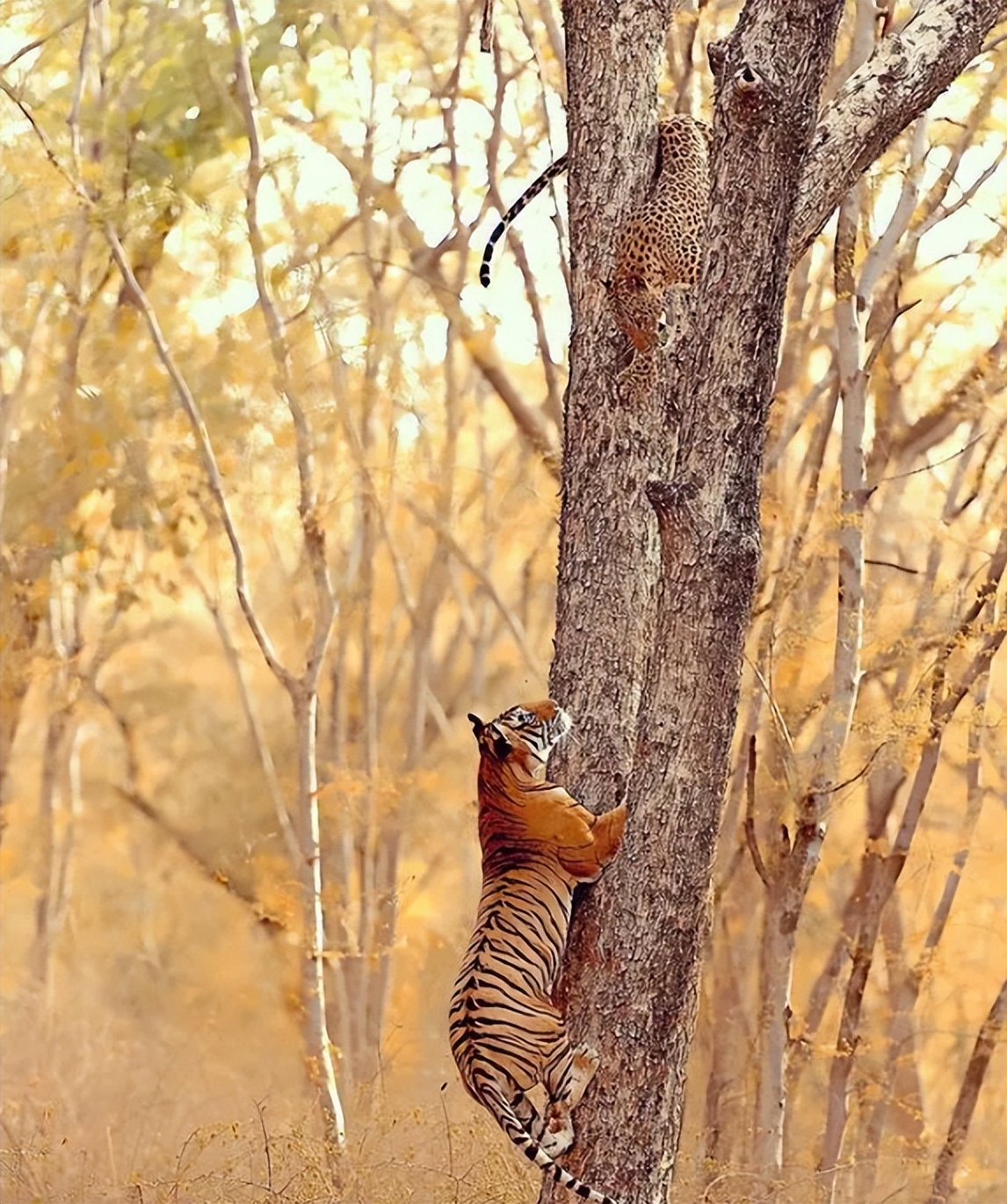 老虎豹子都会洗澡为什么猫不会,老虎为什么不会爬树猫会爬