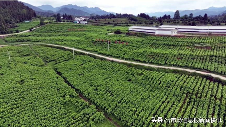 石楼激发内生动力推进乡村振兴,凤鸣朝阳助推乡村振兴