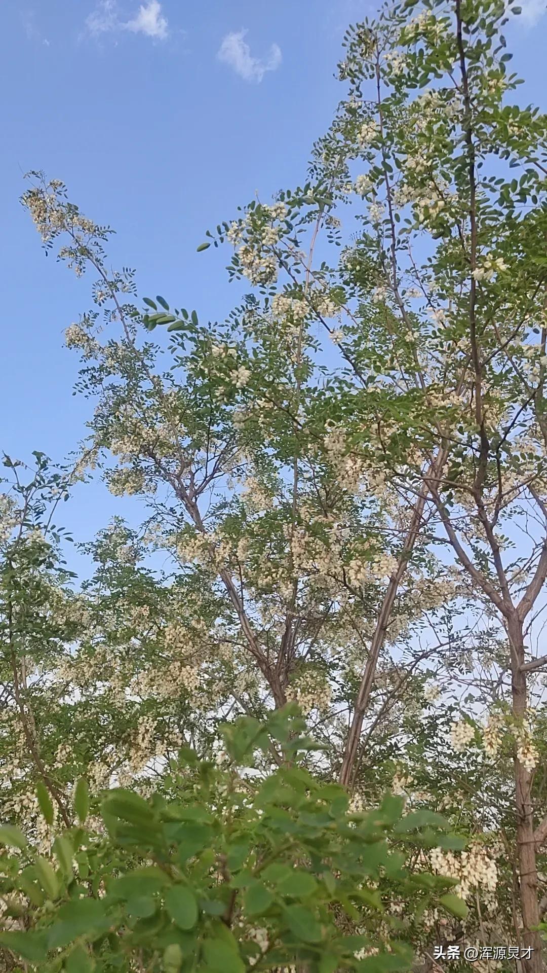 兑镇今天赶集吗,引镇赶集