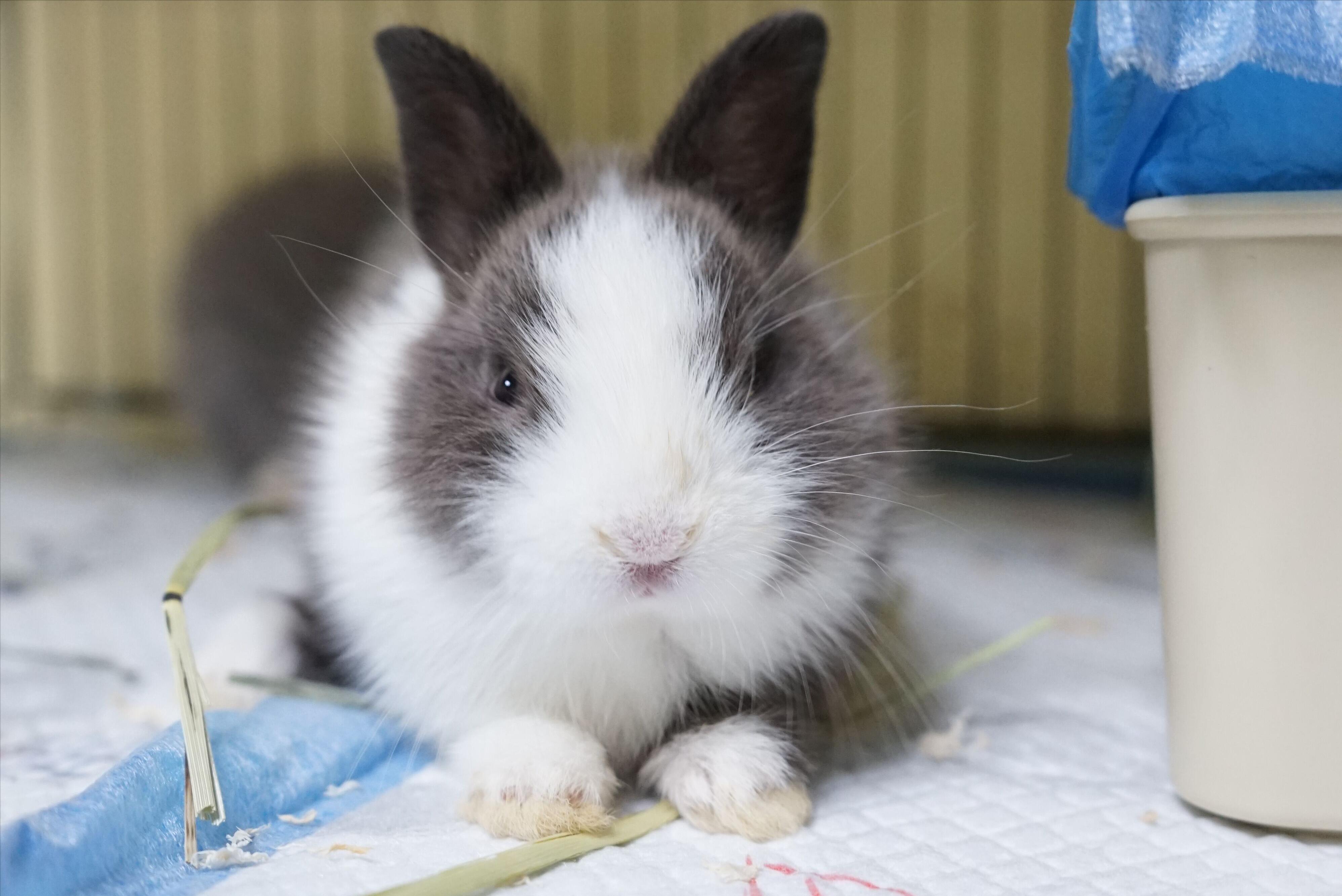 兔子一直流鼻涕怎么办,兔子流鼻涕打喷嚏怎么治疗