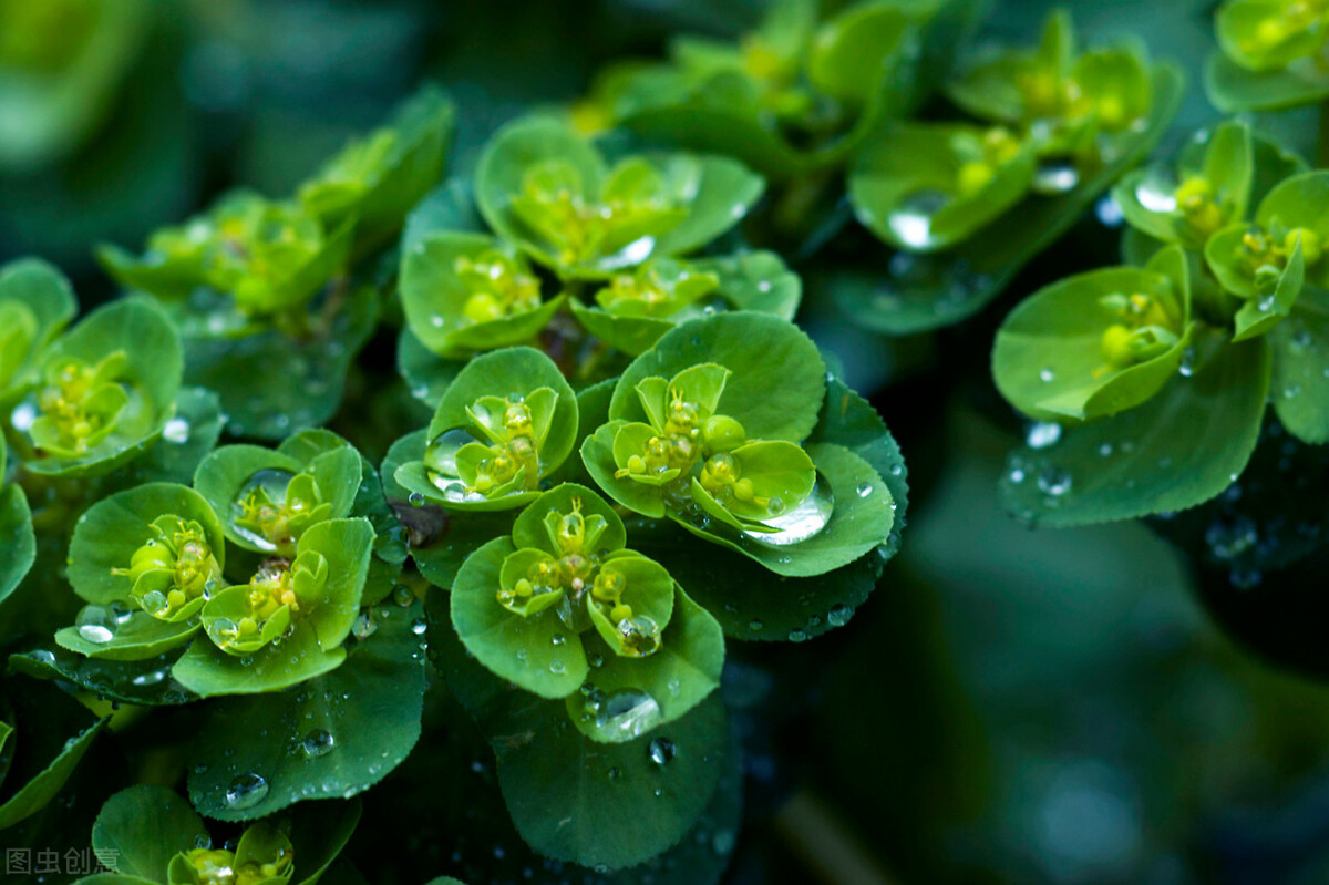 二十四节气之谷雨句子,二十四节气之谷雨歌曲