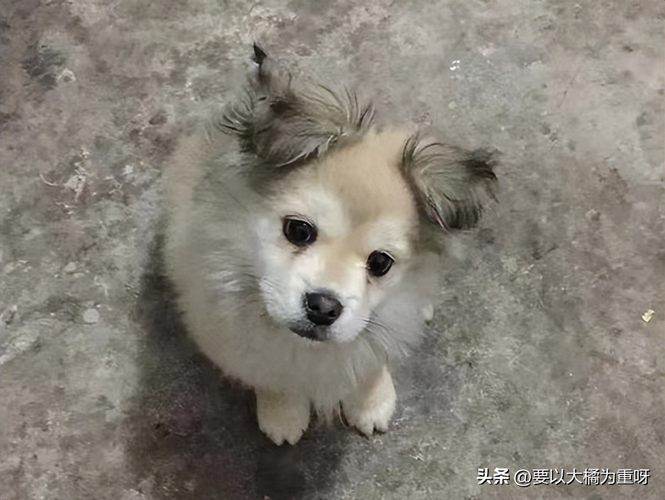 狗狗吃剩饭剩菜好还是吃狗粮好,狗喂剩菜饭好还是喂狗粮好