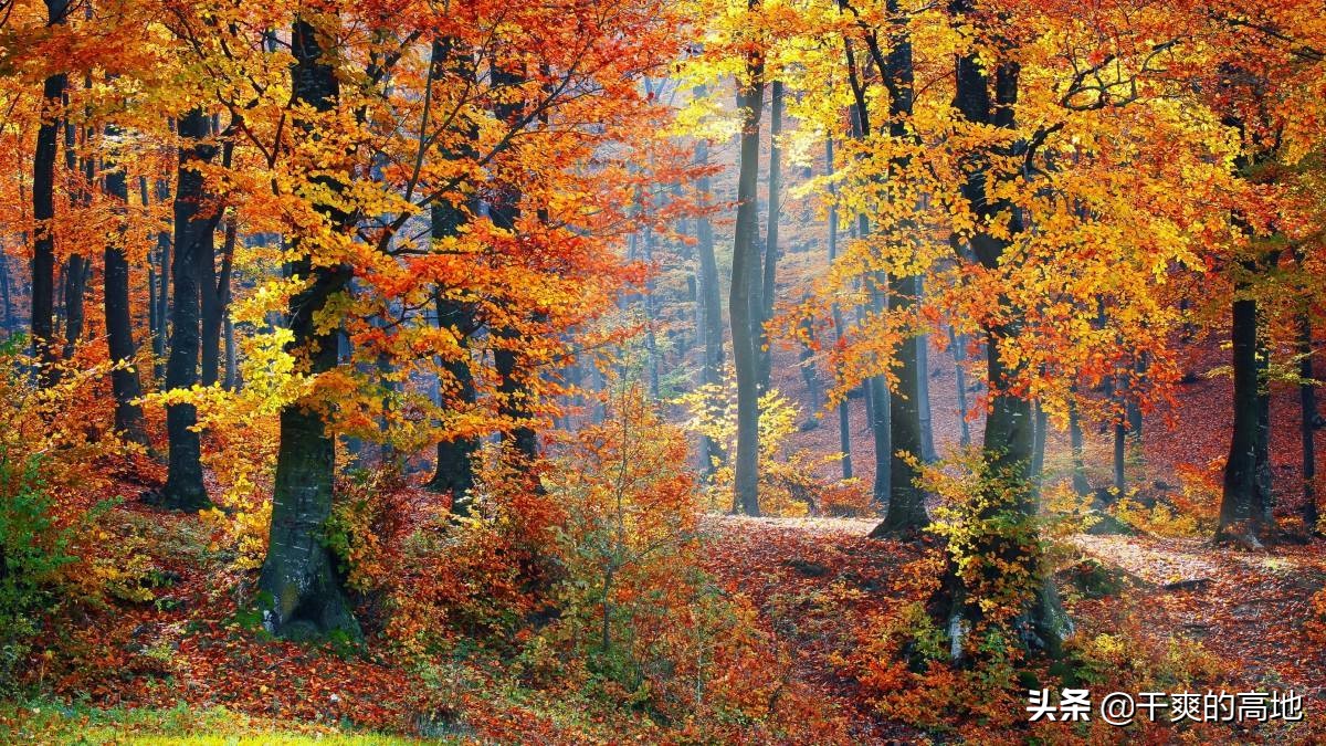 有人评价傅菲的散文语言,散文傅菲成年礼阅读答案