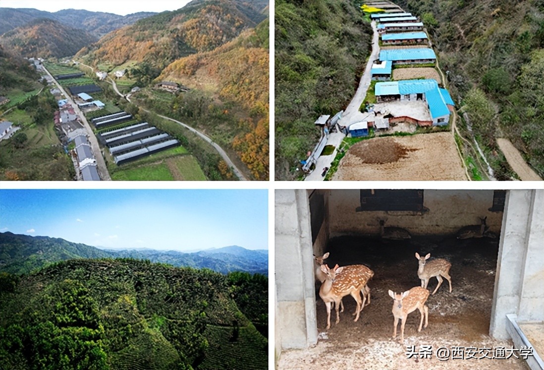 青春献于乡村振兴,全心助力乡村发展——记安康市平利县西河镇磨沟村第一书记边志坚