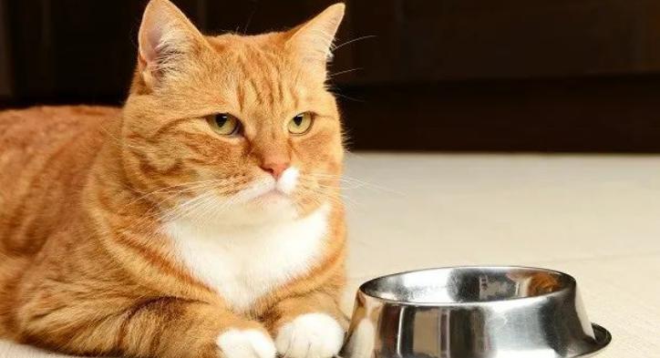 警告猫的办法,警告猫的三种语气