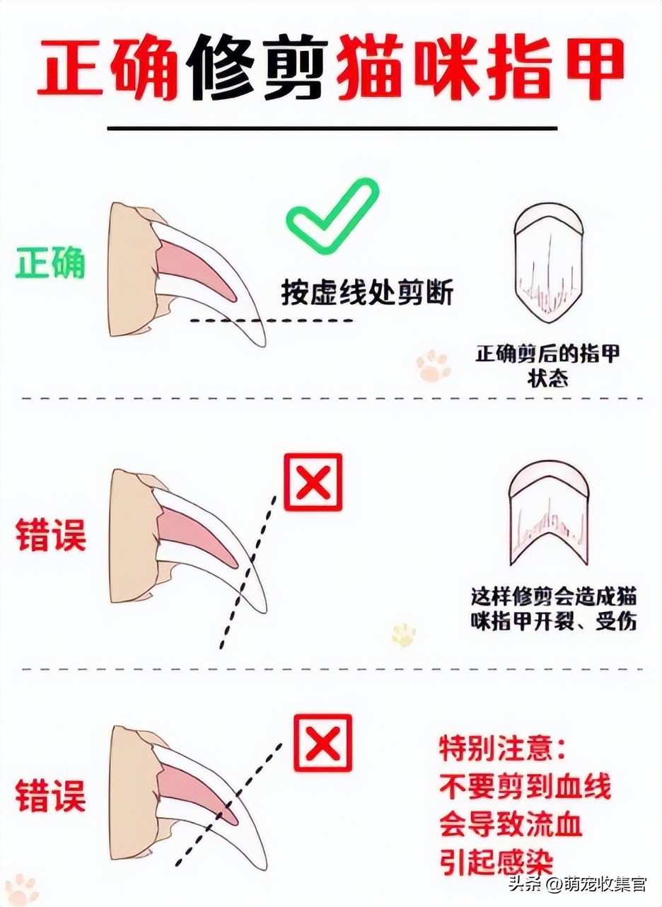 给猫咪剪指甲不小心剪残了怎么办,猫咪怎么剪指甲才不会剪到血线