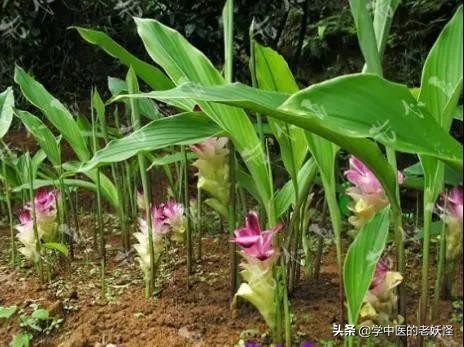 每天学一味中药郁金,有一味中药叫郁金