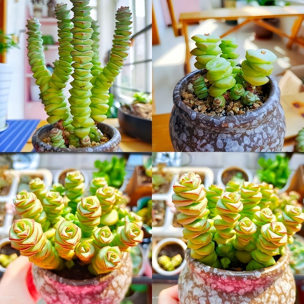 多肉不怕冷的办法,多肉怕冷吗冬天多肉怎么养