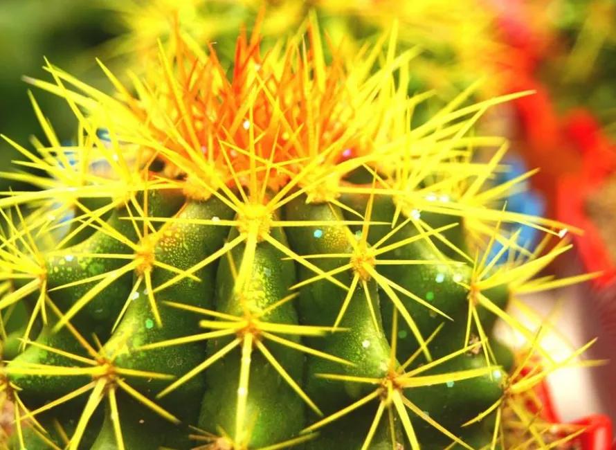 12星座专属什么植物好养,十二星座最适合养什么植物花