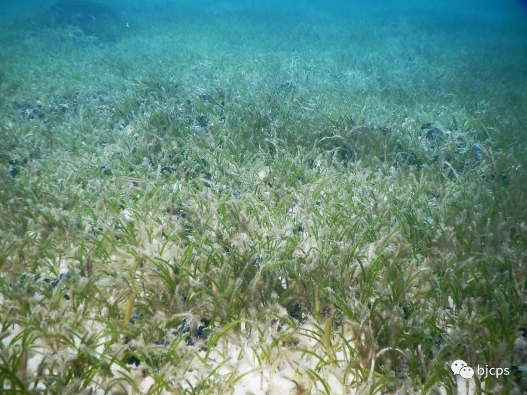 塞班岛免签政策45天还是14天,为什么塞班岛免签