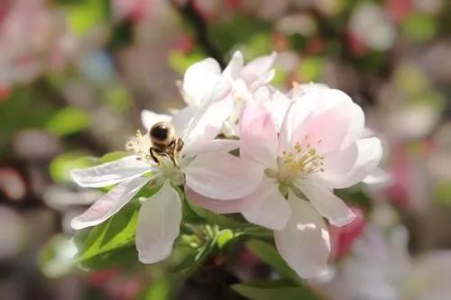 近代四大买办 (近代买办阶层的形成发展和衰落)