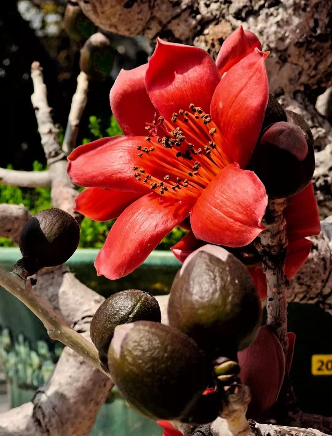 新鲜木棉花食用方法,木棉花的食用方法泡茶