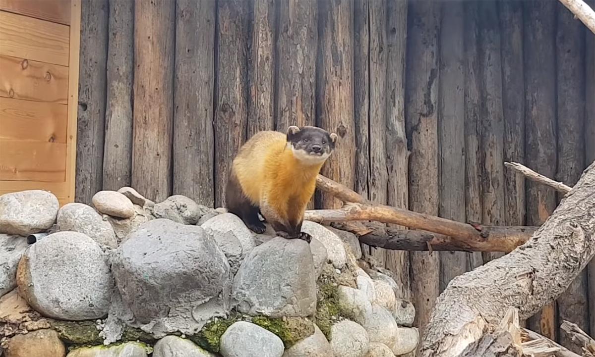 黄喉貂重庆,黄喉貂捕食猴子猴子为什么不跑