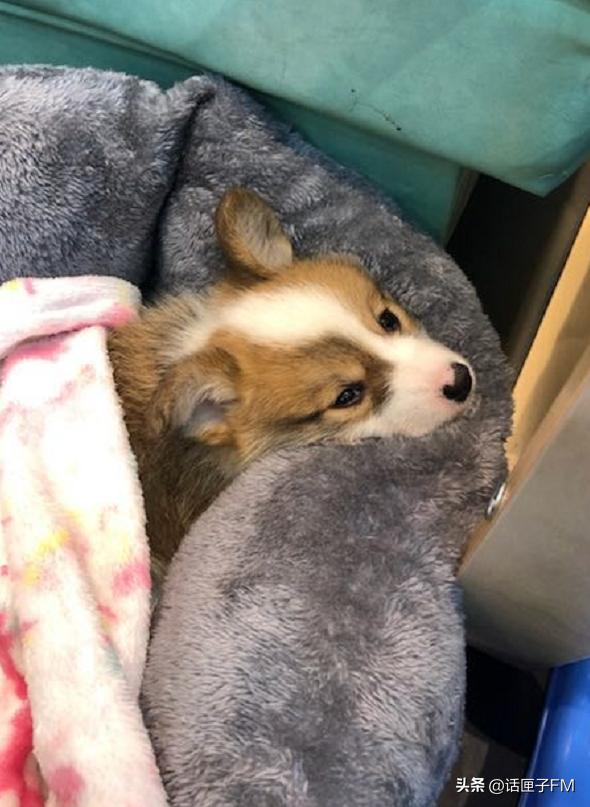 宠物狗销售陷阱,宠物销售内幕