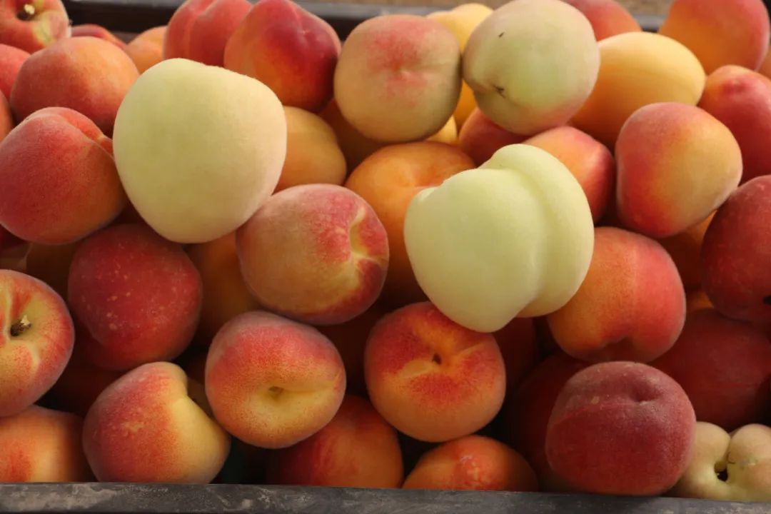 休闲农业与乡村旅游项目分析,休闲农业与乡村旅游什么时候开始