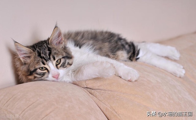 发情前绝育还是发情后绝育好,发情绝育好还是不发情绝育好