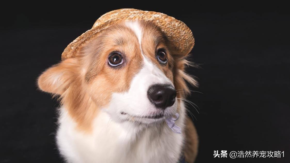 犬瘟热症状是什么能治愈吗,犬瘟热在治疗前怎么缓解症状