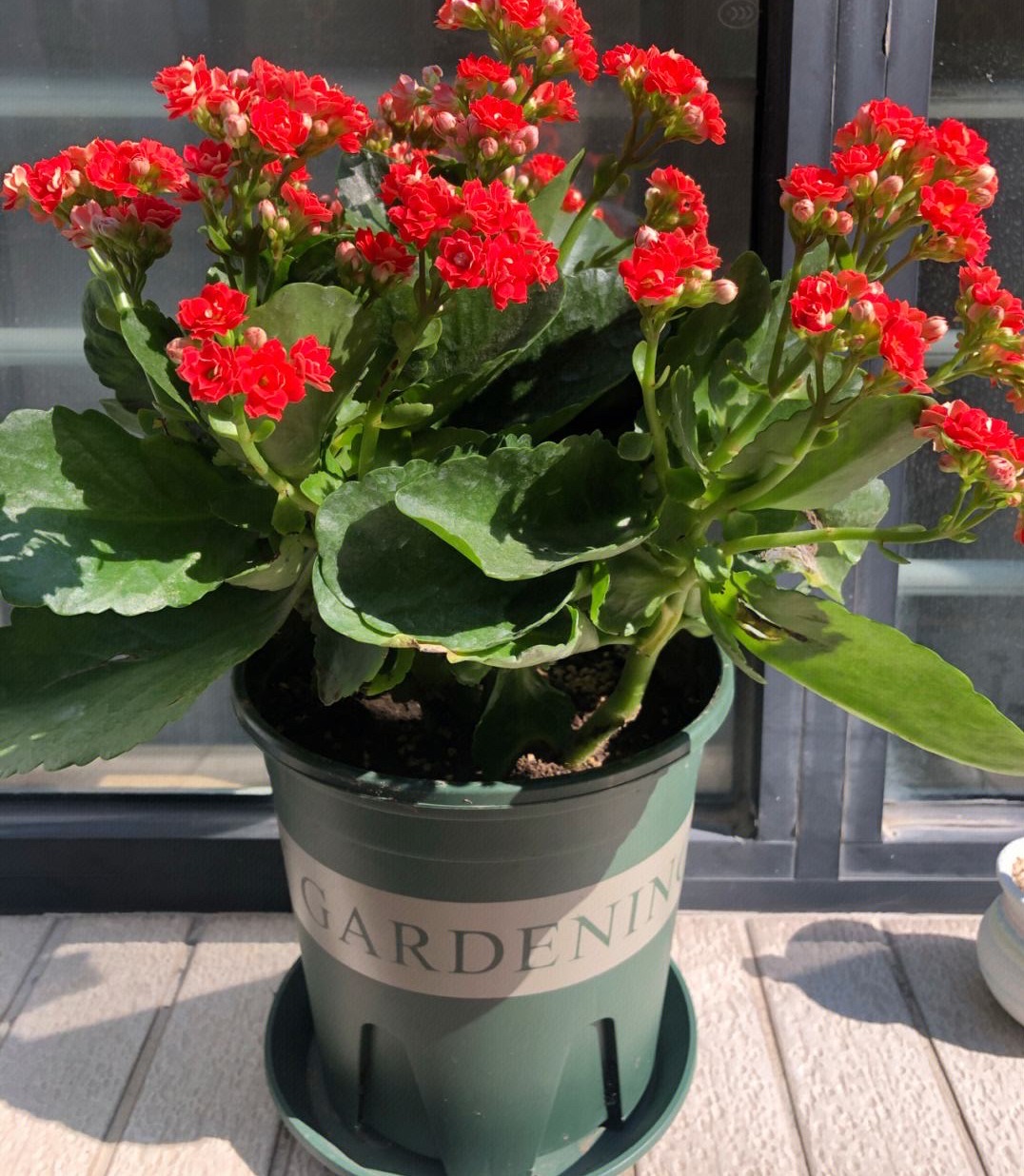 6种花招财养人,6种寓意好的花