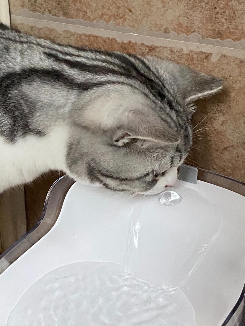 猫咪喝水自动饮水机值得买吗,猫咪不会用饮水机推荐什么