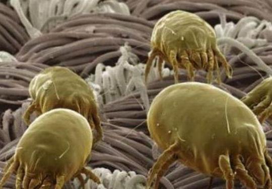 螨虫的危害及防治方法,螨虫危害以及如何除螨虫