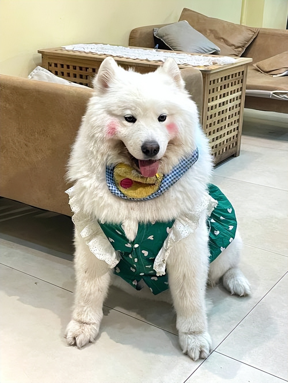 狗狗奇葩的几种交配方式,真的让人大开眼界