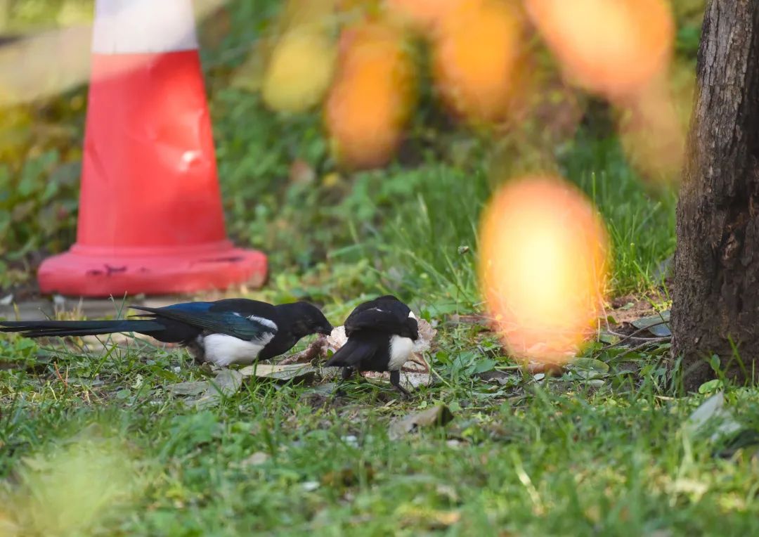 为啥乌鸦不敢招惹喜鹊,喜鹊凶猛