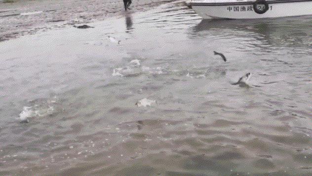 长江野生鲥鱼还有没有,现在长江鲥鱼怎么样了