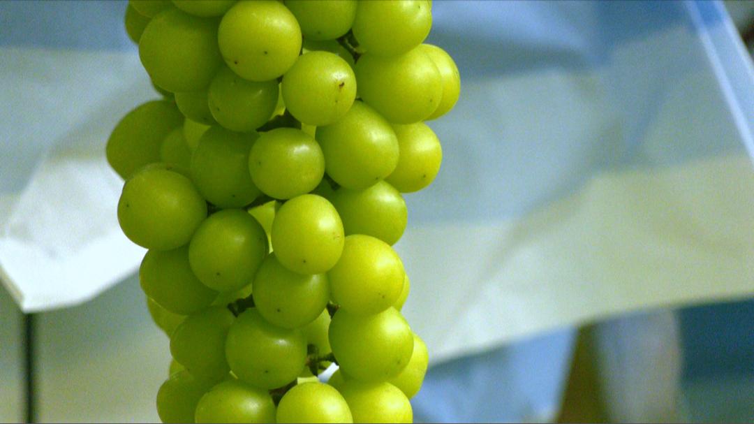 打造乡村特色葡萄产业,特色农业葡萄产业园助力乡村振兴