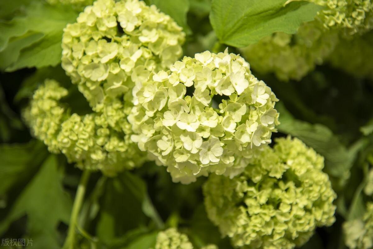 长条绿色叶子的花卉有几种,绿色花卉植物图片大全