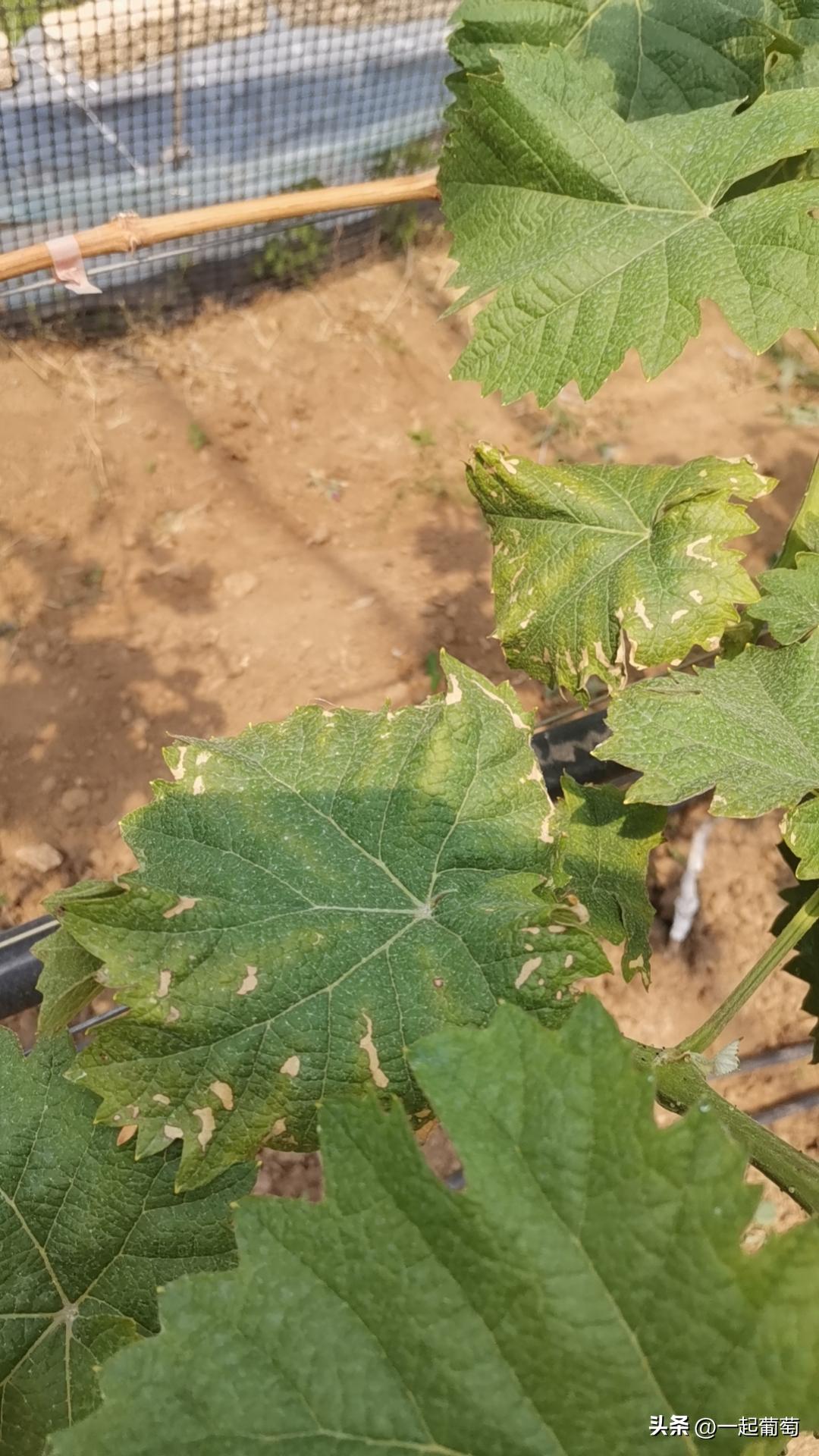 隔壁老王种植技术视频,隔壁老王种的花