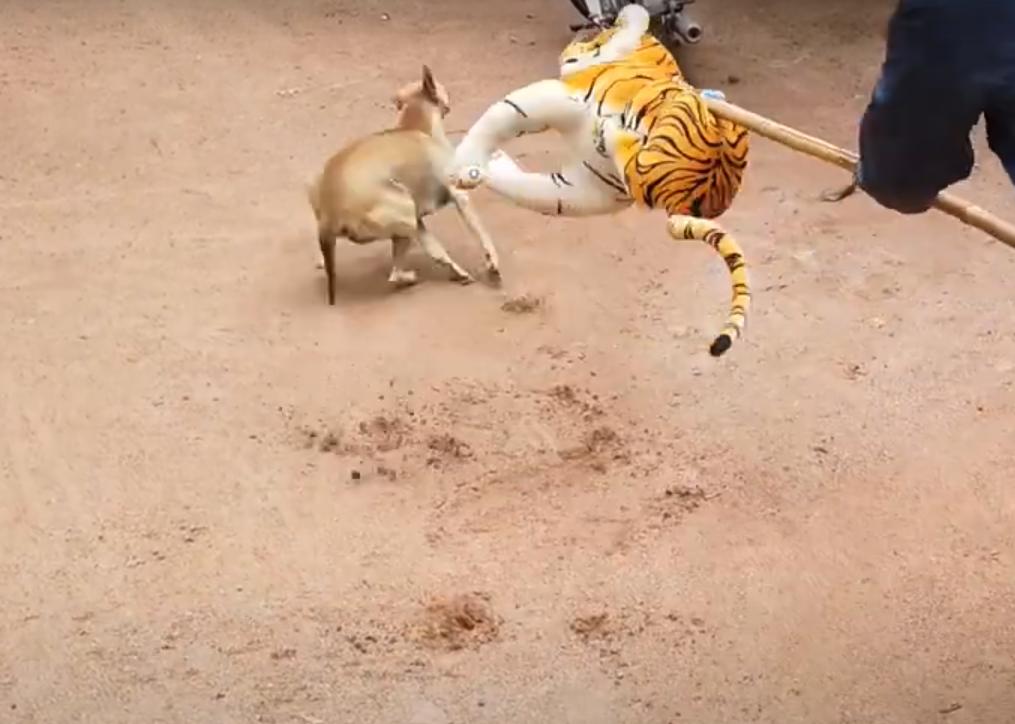 男子把狗吓尿,男子遇到怪物被吓尿