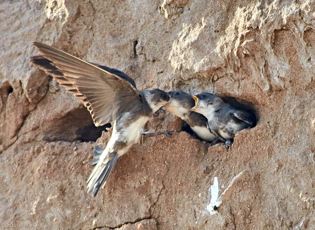 雨燕在空中边飞边睡的视频,雨燕是怎么边飞边睡的