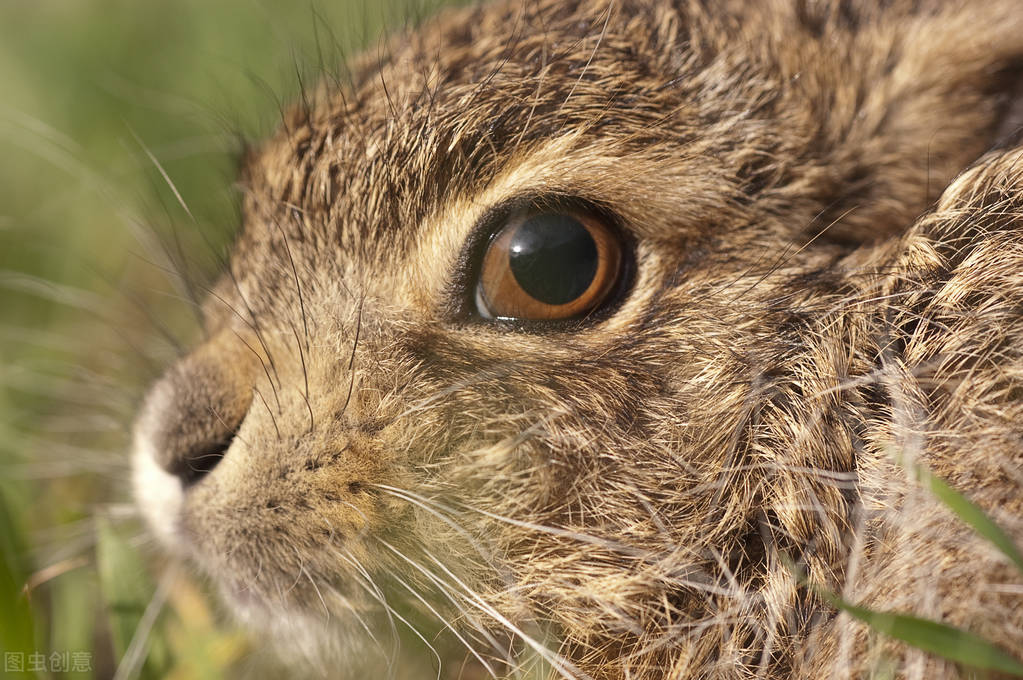 养兔子兔子尿白色是怎么回事,养兔日记300字