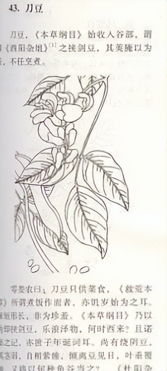 番荔枝要人工传粉吗,番荔枝来自哪里