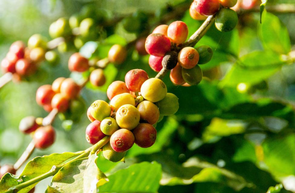 瑞幸供应链商业模式,瑞幸咖啡供应链管理模式