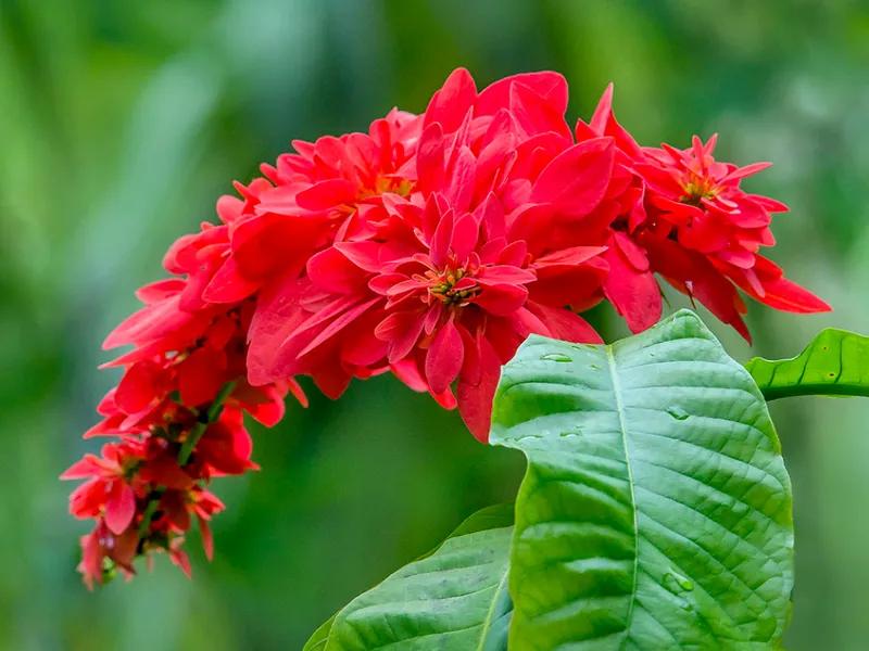 国色天香秀色可餐的美女 (秀色可餐与国色天香)