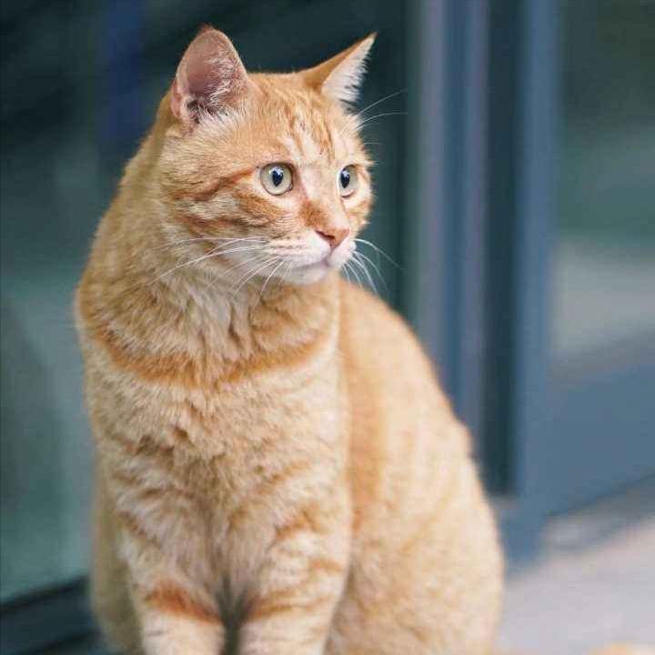 选择猫的五大要点,养猫咪新手入门选什么猫