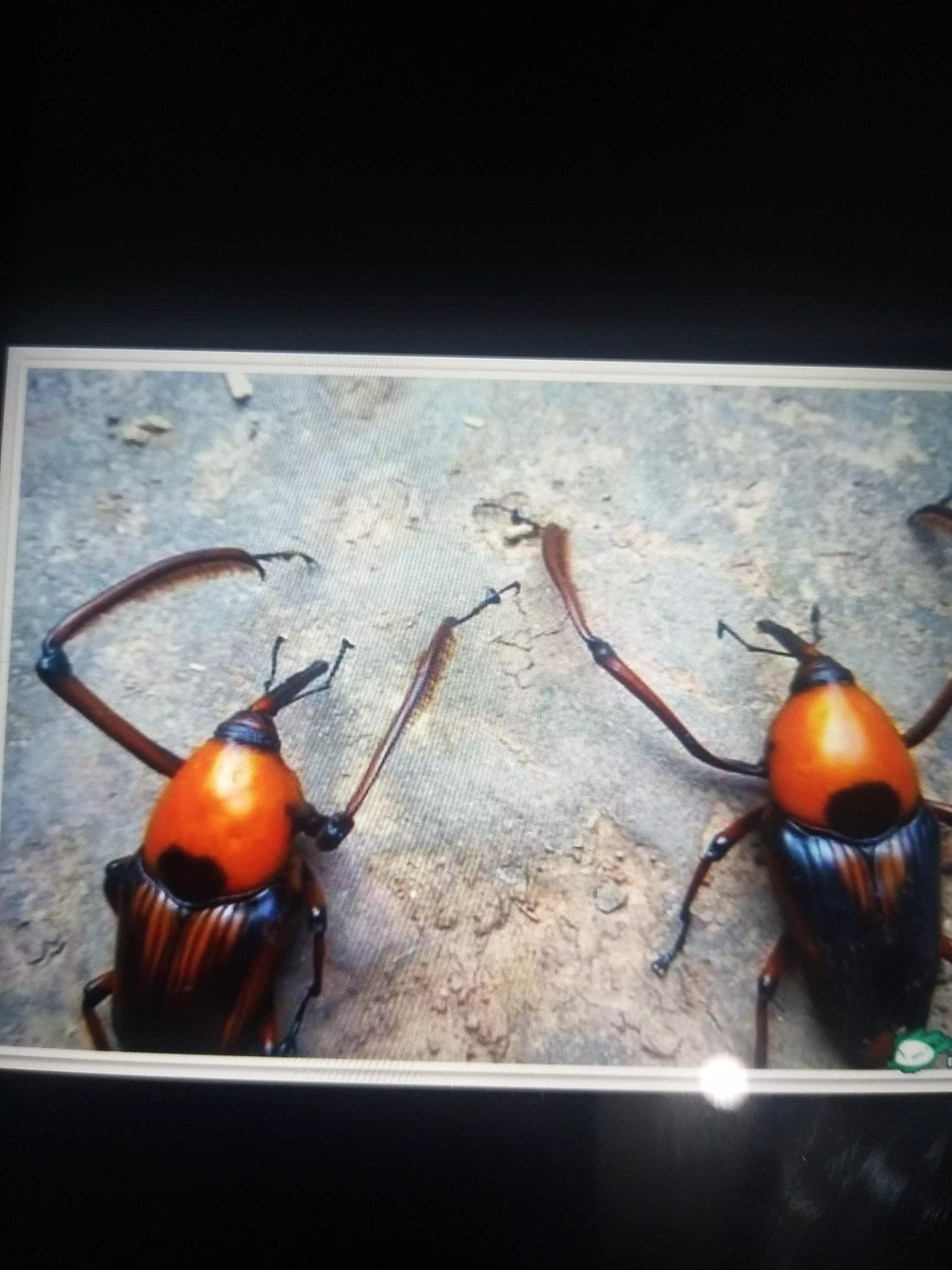 广西人的童年野果,广西人的童年有多快乐