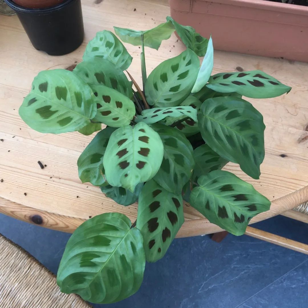 适合家养的花卉盆栽绿植,好养的绿植推荐一下盆栽