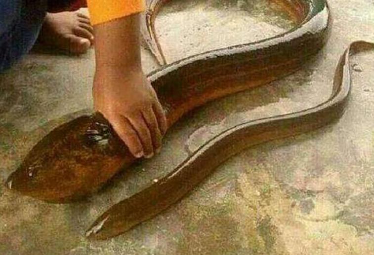 蛇吃毒蛇为什么不会中毒,蛇吃生肉为什么不会得病