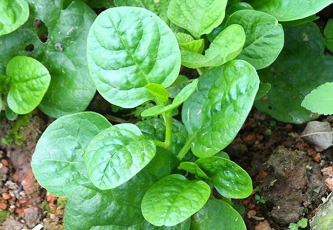 阳台种什么菜比较好,阳台适合种什么菜长得快