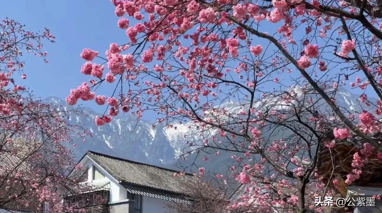 大理的冬天,大理的冬天依然美丽