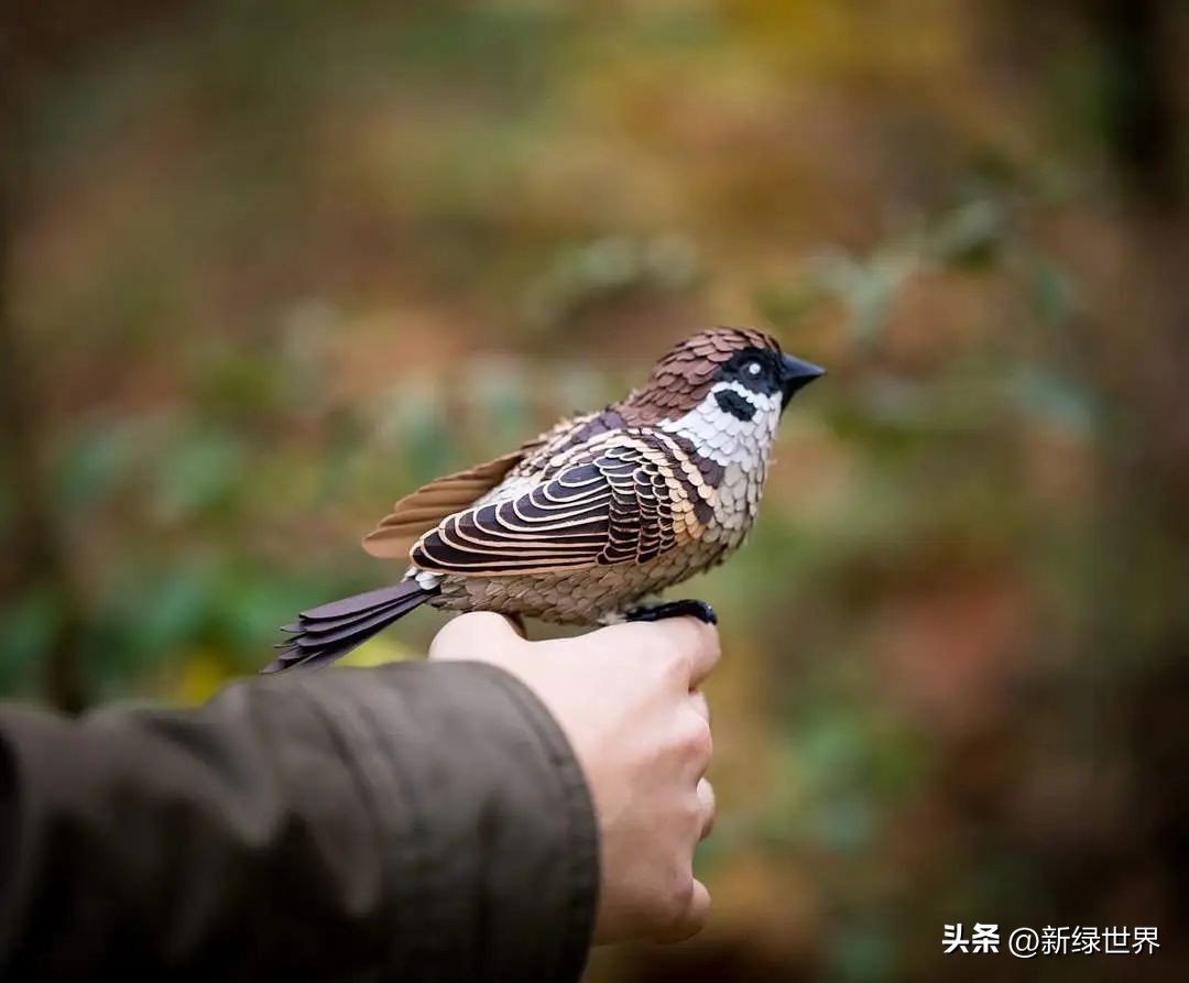 纸艺作品绘画,千变万化的纸艺术作品
