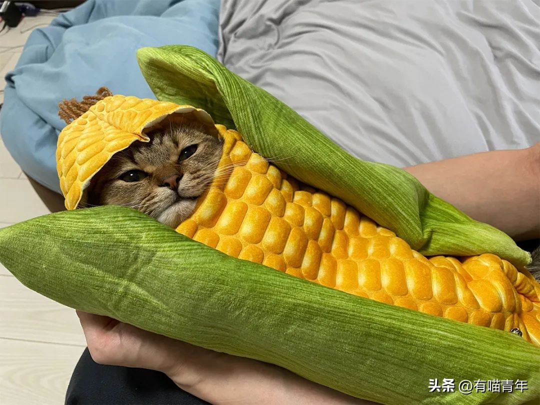 鑷粠鍏讳簡鐚氨鍐嶄篃娌℃湁涔拌繃琛ｆ湇,鑷粠鍏讳簡鐚氨娌＄粰鑷繁涔拌繃闆堕