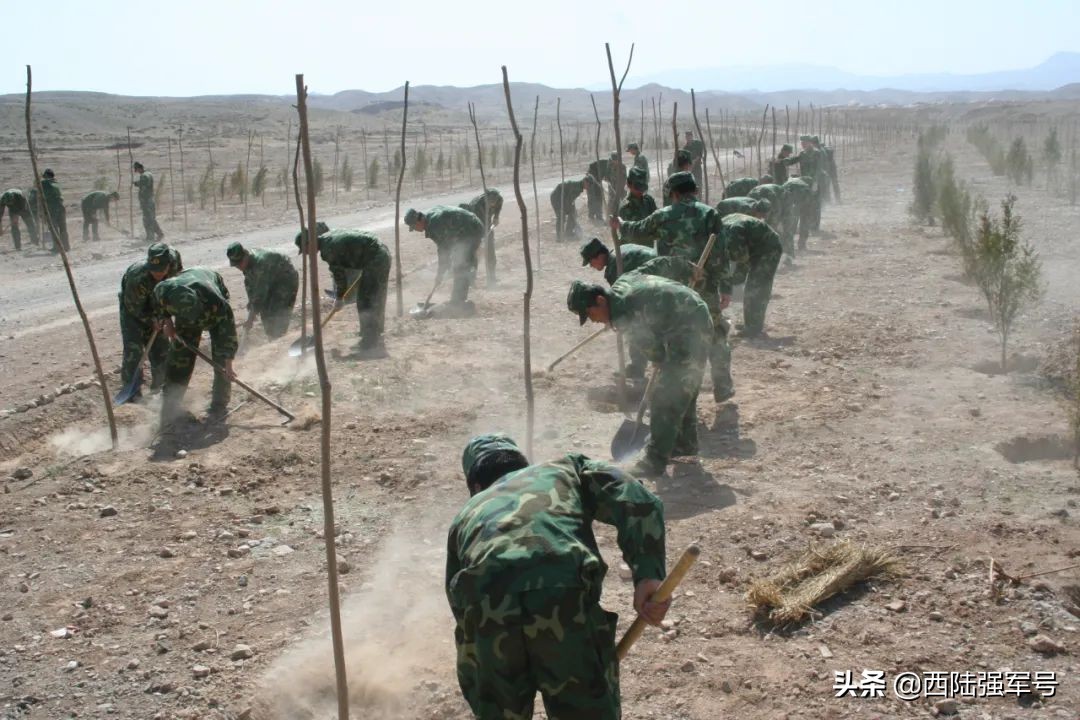 戈壁植树技术,沙漠种树前景如何