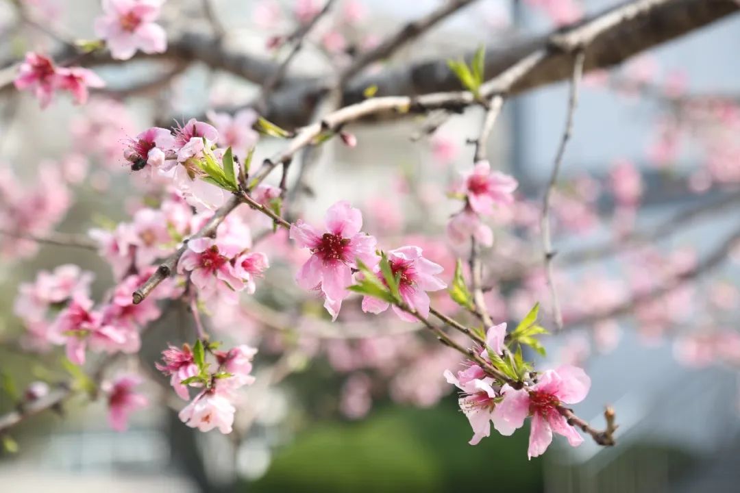 【美哉第一山】携一缕春风，把校园美景与你分享