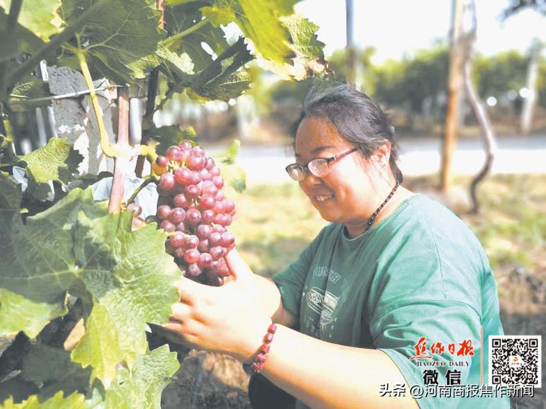 焦作城乡一体化示范区文昌街道,焦作文昌街道四城联创