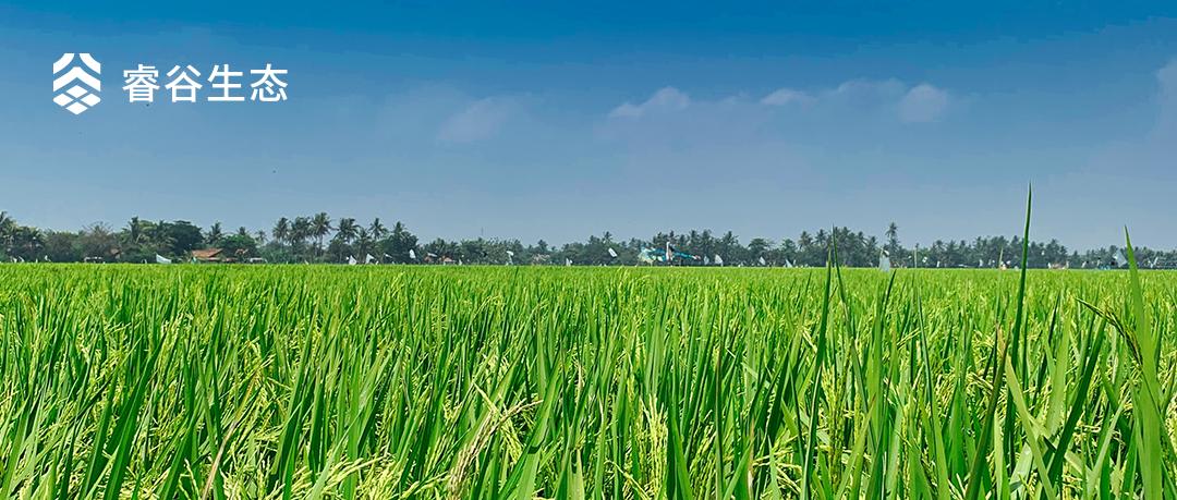 大道恒美×睿谷生态：大品牌战略，赋新生活方式营销