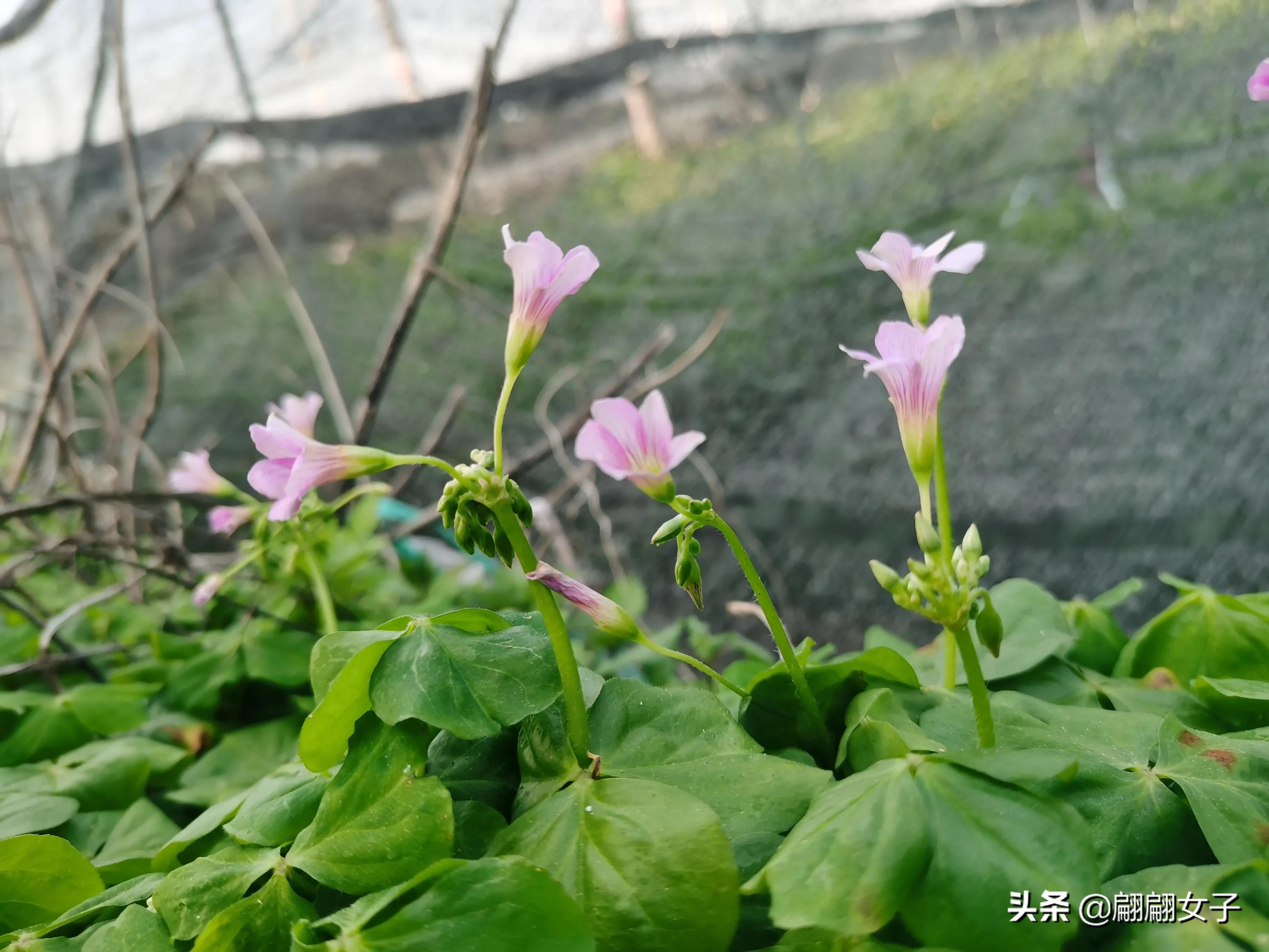 四叶草代表的愿望,四叶草象征着幸运和希望说一句话