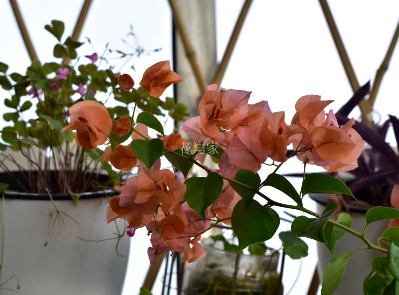 三角梅烂根如何拯救,三角梅换盆引起烂根什么原因